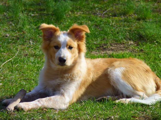 Golden Collie