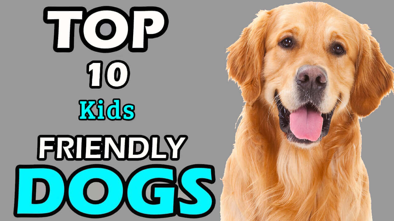 top 10 friendliest dogs