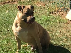 English Mastiff cross breeds | 10 Famous English Mastiff cross breeds