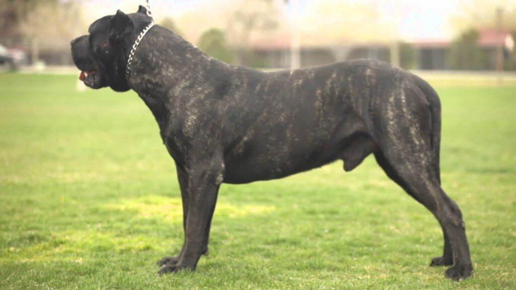 Presa Canario