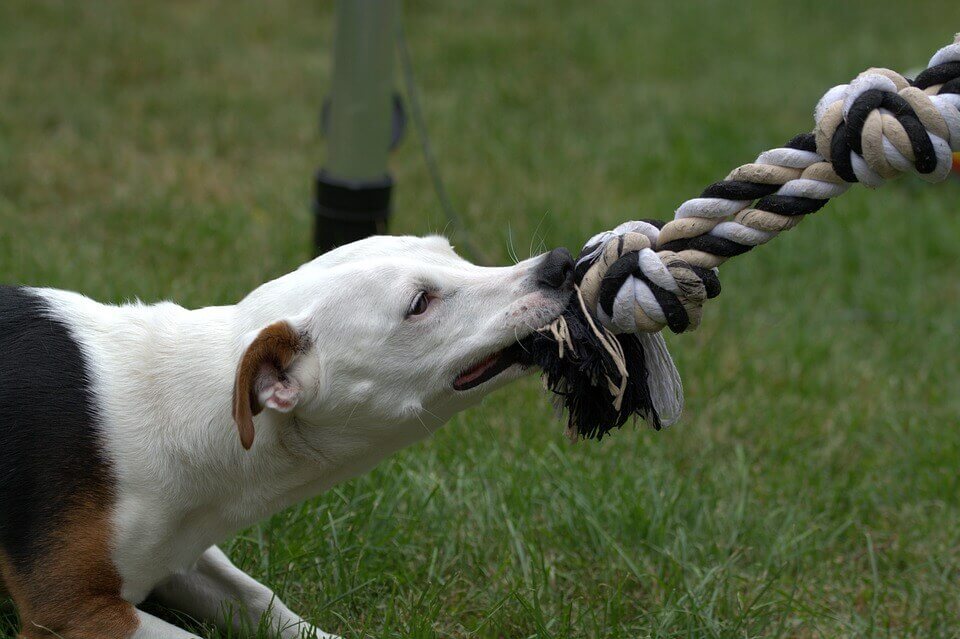 Preventing dealing dog bites