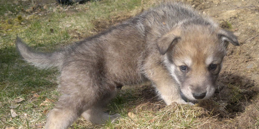 Saarloos Wolfhound puppy