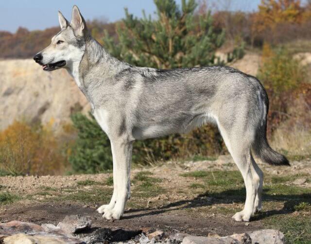 saarloos wolfdog price