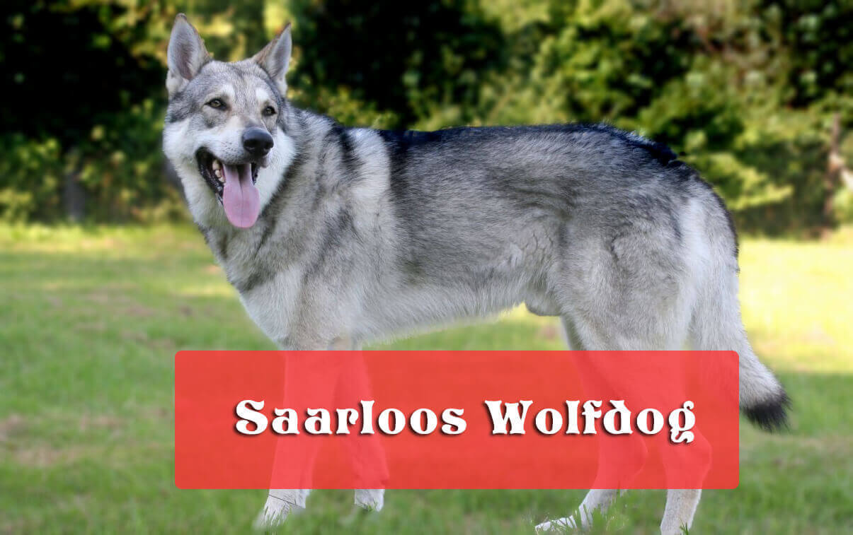 saarloos wolfhound