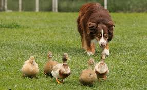 australian shepherd with other pet