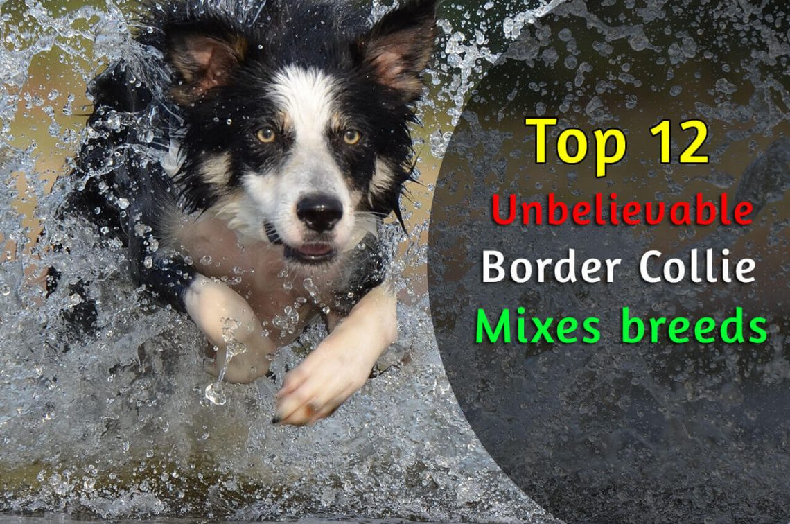 border collie mixes breeds