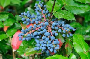 Oregon Grape