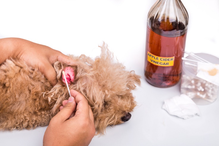 how to fix a dog's ear infection at home