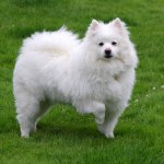 American Eskimo dog