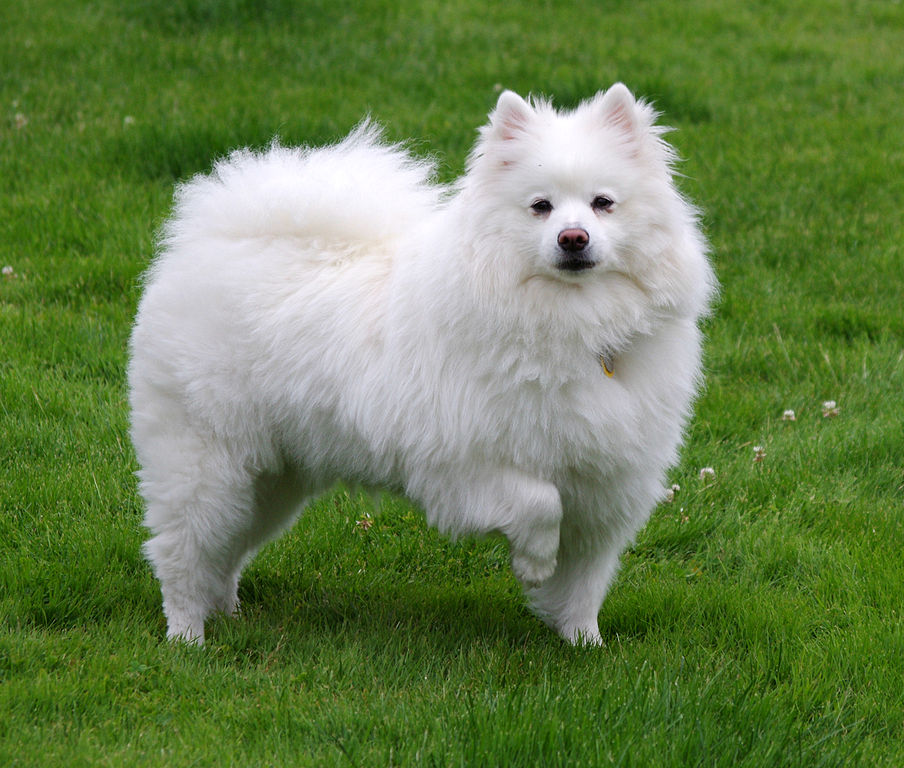 American Eskimo dog