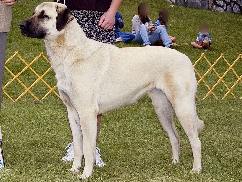 Anatolian Shepherd Dog Reviews real reviews from real people.