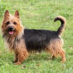 Australian Terrier