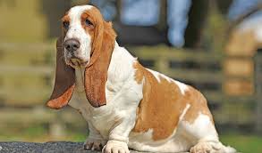 Basset Hound