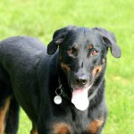 Beauceron dog