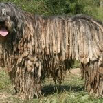 Bergamasco Sheepdog dog reviews