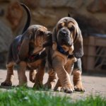 Bloodhound Dog