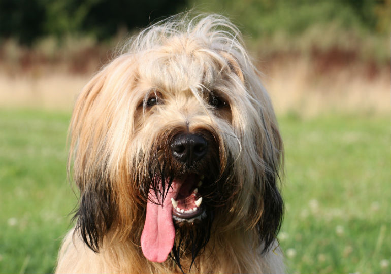Briard