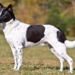 Canaan dog