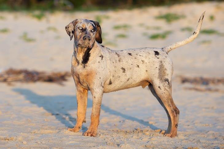 Catahoula-Leopard-Dog