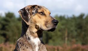 Catahoula Leopard hd photo