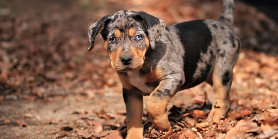 Catahoula-Leopard-puppy