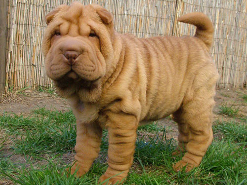 Chinese Shar-Pei