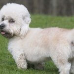 Dandie Dinmont Terrier dog reviews