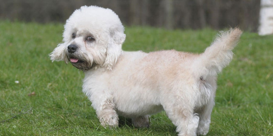 Dandie Dinmont Terrier dog reviews