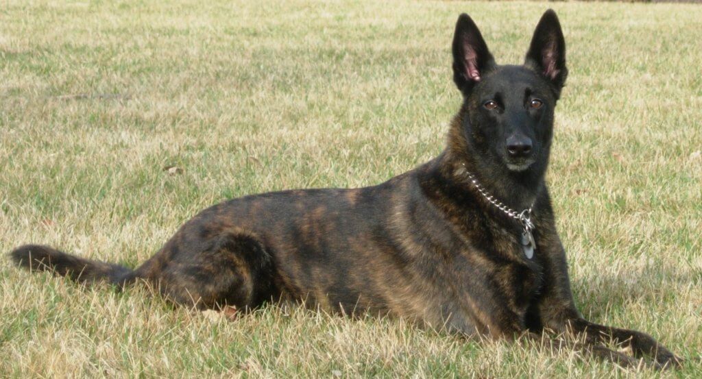 Dutch Shepherd