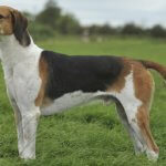 English Foxhound dog reviews