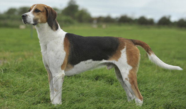 English Foxhound dog reviews