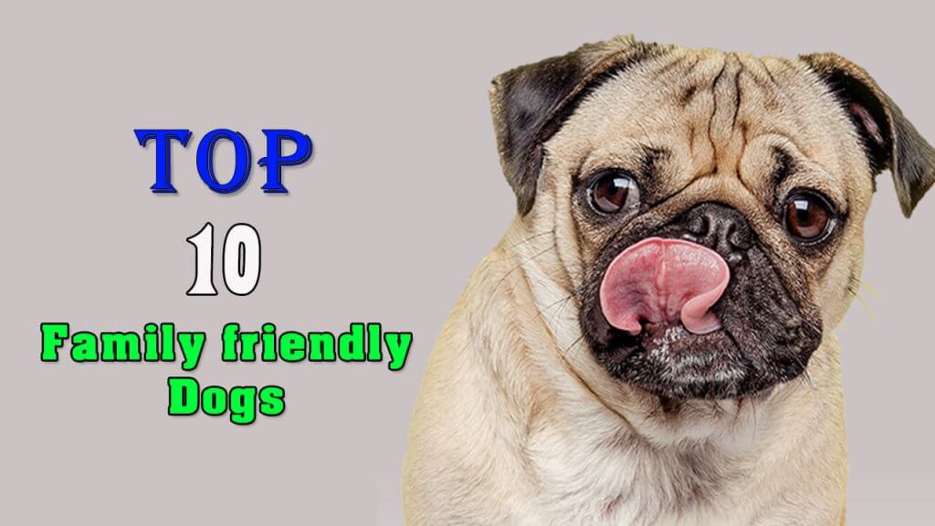 10 BEST FAMILY FRIENDLY DOGS IN THE WORLD
