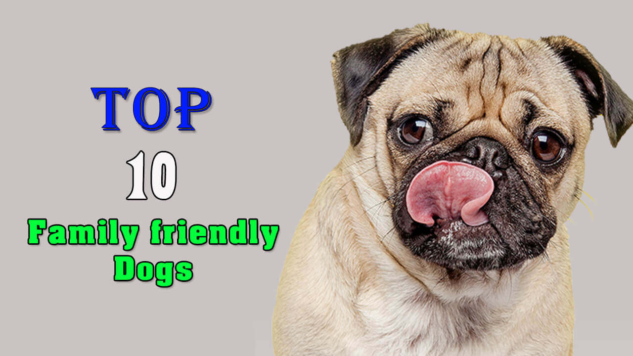 top 10 friendliest dogs