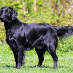 Flat-Coated Retriever dog reviews
