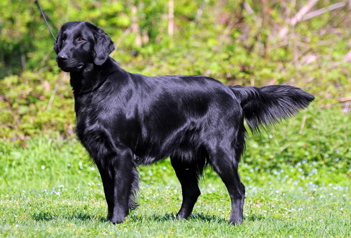 flat-coated retriever dog reviews - real reviews from real