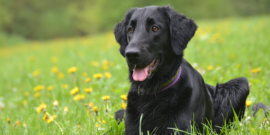 Flat-Coated Retriever