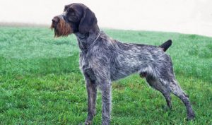 German wirehaired Pointer dog reviews