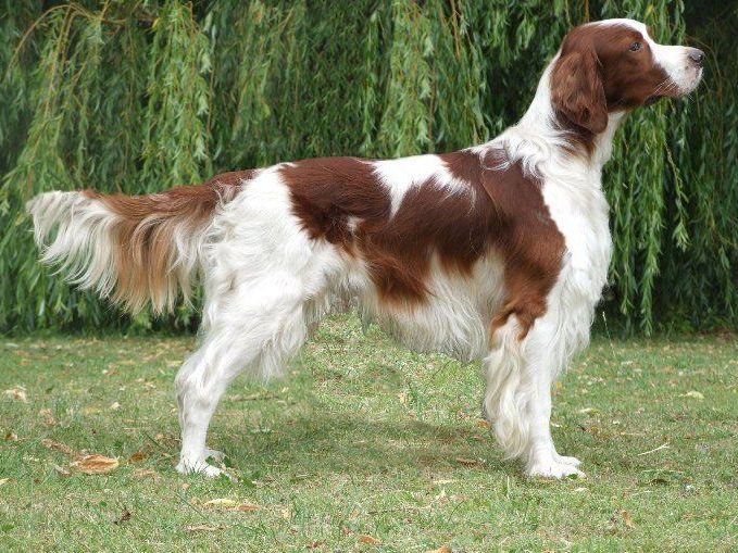 Irish Red and White Setter Dog Reviews real reviews from real people