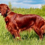 Irish Setter