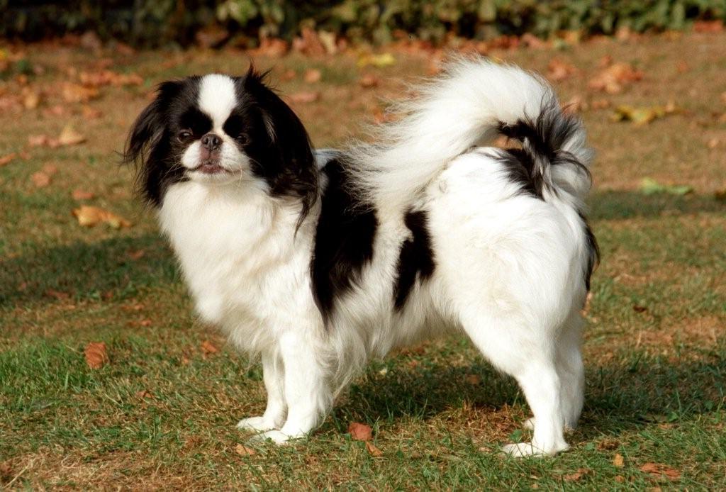 Japanese Chin