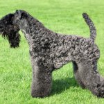 Kerry Blue Terrier