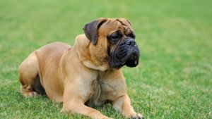 Mastiff dog reviews