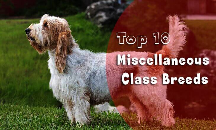 Miscellaneous Class Breeds