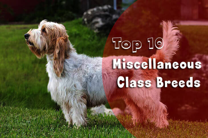 Miscellaneous Class Breeds