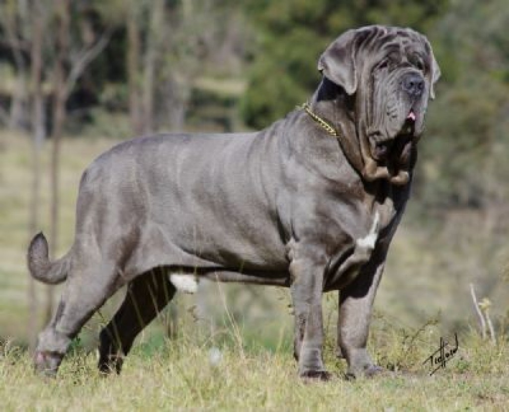 Neapolitan Mastiff Dog Reviews real reviews from real people