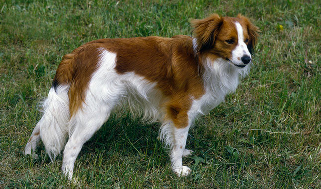 Nederlandse Kooikerhondje