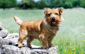 Norfolk Terrier Dog Reviews Real Reviews From Real People