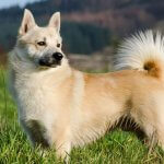 Norwegian Buhund