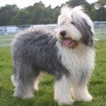 Old English Sheepdog