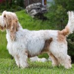 Petits Bassets Griffons Vendeen
